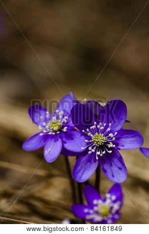 blue anemones