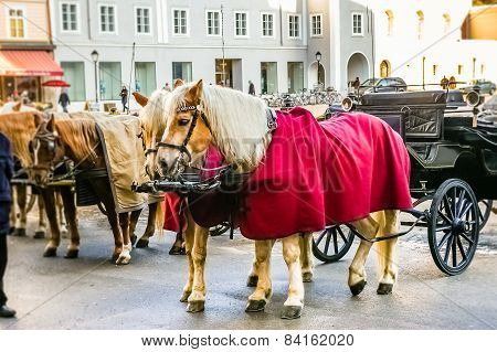 Two Horses Harnessed To The Carriage