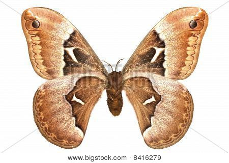 Callosamia Angulifera