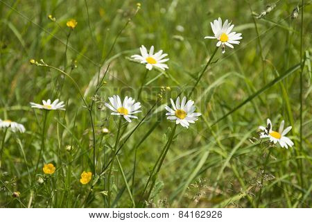 German Chamomile