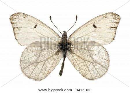 Lepidoptera Lanceolata