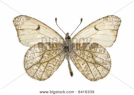 Lepidoptera Lanceolata
