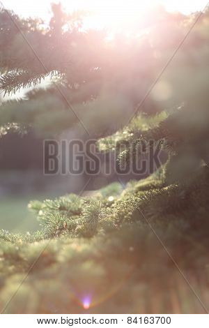 Pine