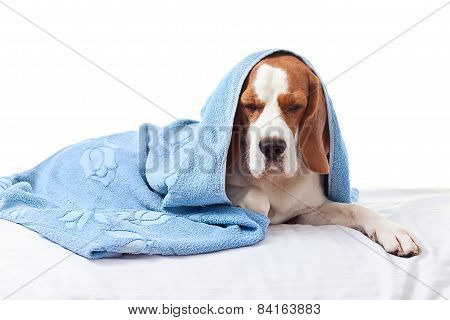 Very Much Sick Dog  On  White Background