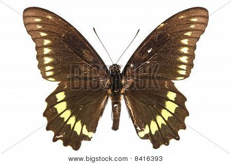 Battus Polydamas