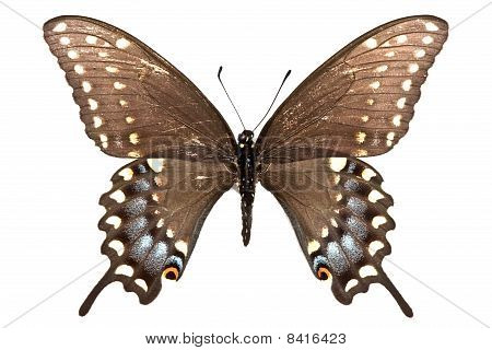 Papilio Polyxenes