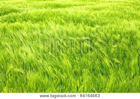 Windy wheat field