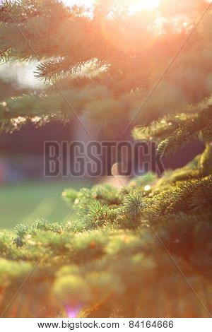 Pine at sunset
