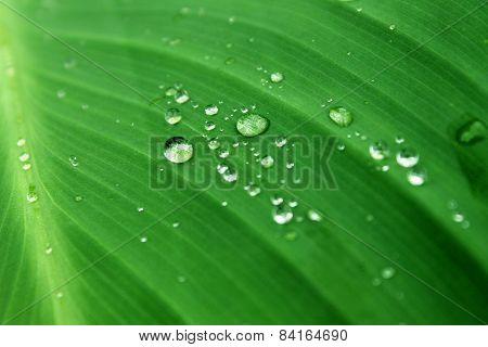Water drops on green leaf