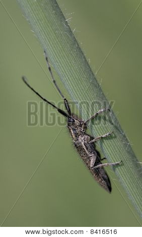Agapanthia Cardui