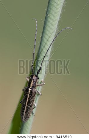 Agapanthia Cardui