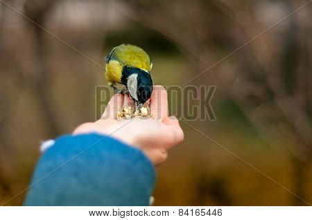 Tit