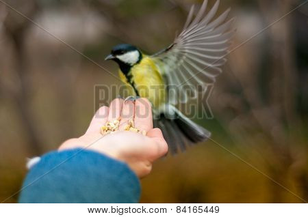Tit