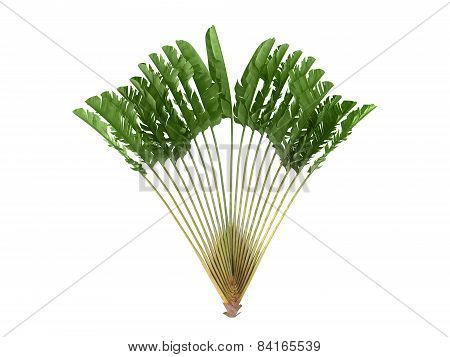 Tropical Plant