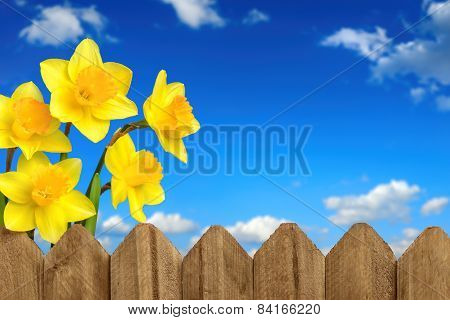 Daffodils, Fence And Blue Sky