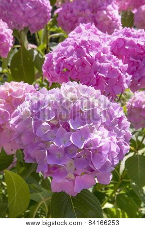 Blooming Pink Hortensia On Sunny Day