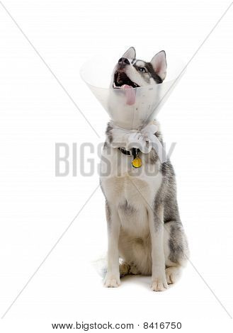 ลูกสุนัขที่ป่วย