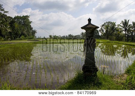 Rice plantation