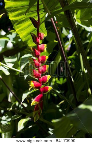 Parrot flower