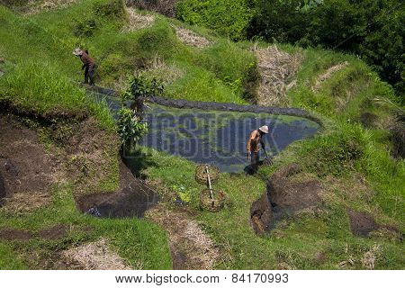 Rice workers