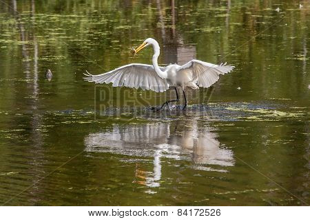 Snowy Egret With Lunch