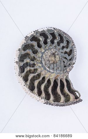 old  ammonite