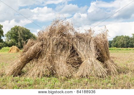 Sheaves of corn standing upright as group