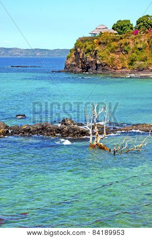 Beautiful Andilana Beach Seaweed In Dead Tree And Rock