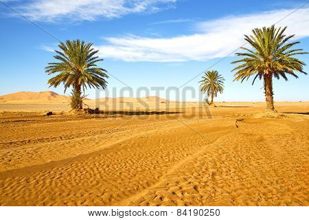 Palm In The  Desert Oasi Morocco Sahara Africa