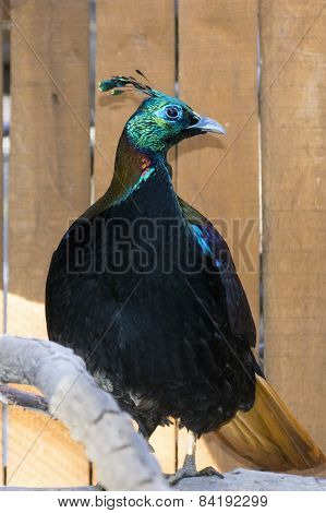 Himalayan Monal (lophophorus Impejanus)