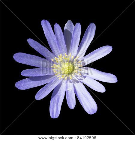 Brachyscome Multifida Cut-leaved Daisy, Rocky Daisy Or Hawkesbury Daisy