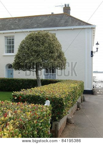 House With Tree And Hedges