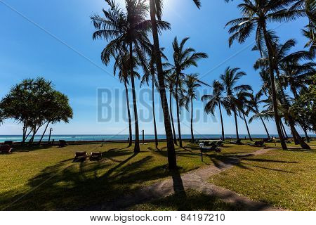 vacation, palm trees, ocean, hotel, holiday,