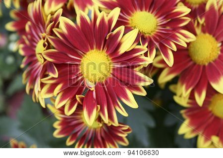 Bicolor Red And Yellow Flower Bud. Two Coloured Chrysanthemum Flower In Garden Close Up