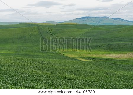 Wheat Fields