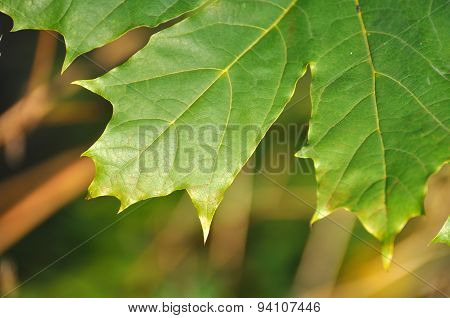Colorful Fresh Green Young Pine Branch With A Young Bud Close-up, Sergiev Posad, Moscow Region, Russ