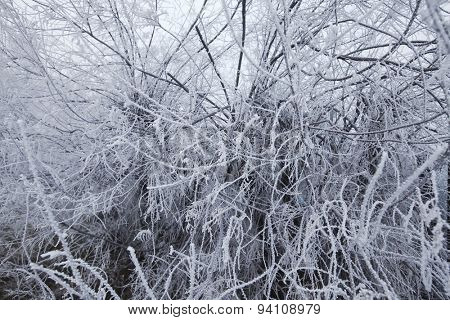 Forest in winter with branches full of frost
