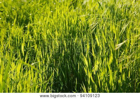 Grassblades closeup on a field