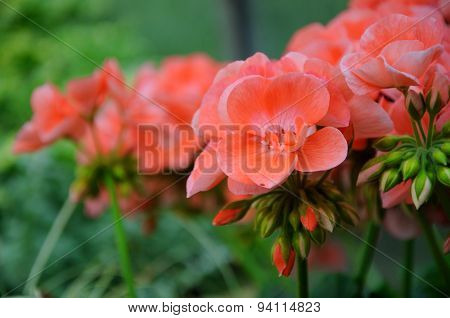 Pink Flowers In Closeup In Palmen Garten, Frankfurt Am Main, Hessen, Germany