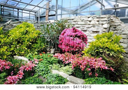 Pink Flowers In Palmen Garten, Frankfurt Am Main, Hessen, Germany
