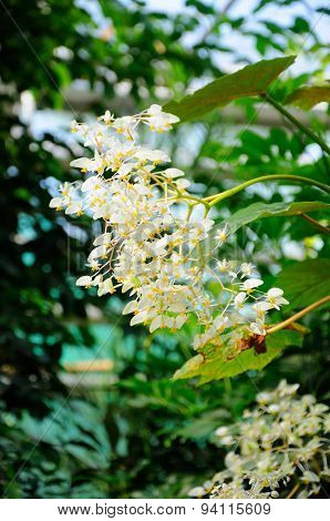 White Flowers In Palmen Garten, Frankfurt Am Main, Hessen, Germany