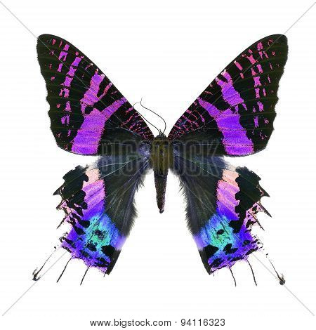 Fancy Butterfly Isolated On White