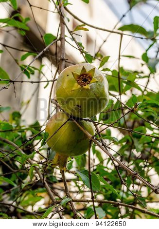 Pomegranate Or Punica Apple (punica Granatum L.) In Garden