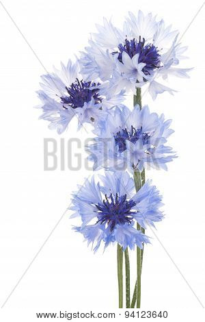Cornflower