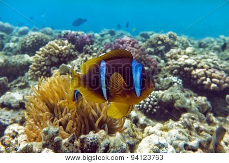 Anemone fish (Amphiprion bicinctus) ) in the soundback with anemone.Coral reef.