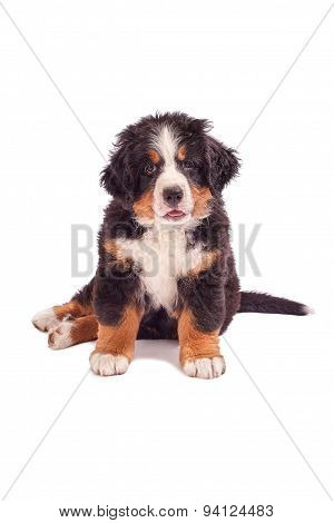 Bernese Mountain Dog Puppy