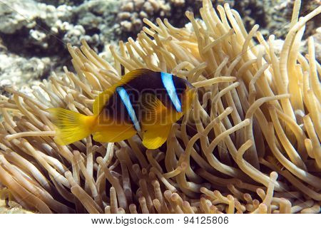 Anemone fish (Amphiprion bicinctus) ) in the soundback with anemone.Coral reef.