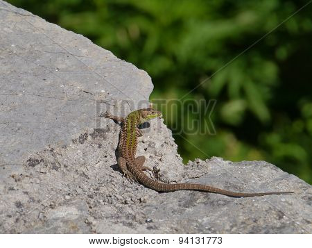 A Croatian lizard on a stone