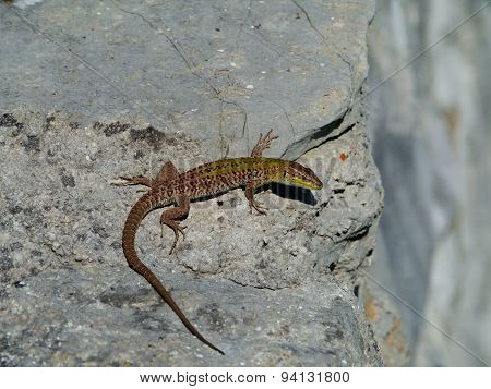 A Croatian lizard on a stone