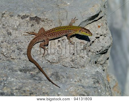 A Croatian lizard on a stone